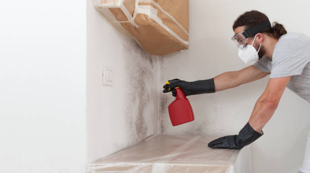 Professional Attic Mold Removal technician working in Millington, MI