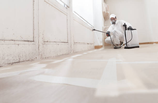 24/7 Emergency Attic Mold Removal experts in Millington, MI